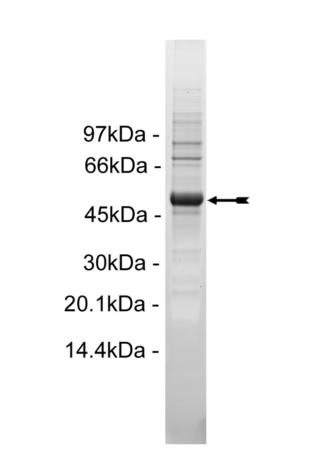 Eurofins DiscoverX Met (D1246H) Protein, Active Quantity 250 μg